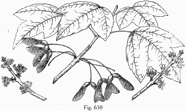 image of Acer rubrum var. trilobum, Carolina Red Maple, Trident Red Maple