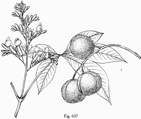 image of Aesculus pavia var. pavia, Red Buckeye