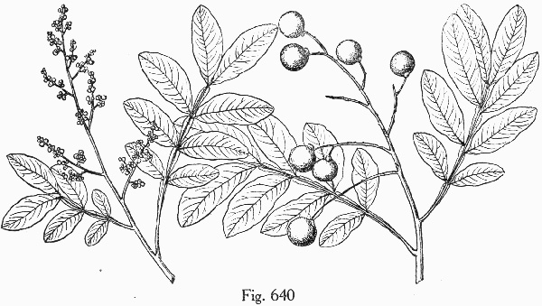 image of Sapindus saponaria ssp. saponaria, Wingleaf Soapberry, Tropical Soapberry, Southern Soapberry