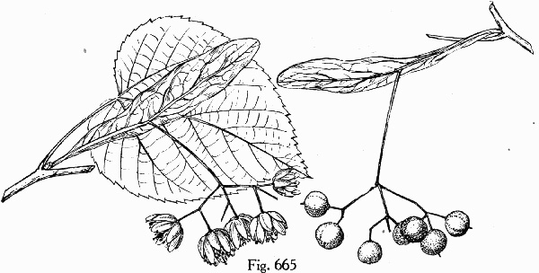 image of Tilia americana var. americana, American Basswood, Northern Basswood