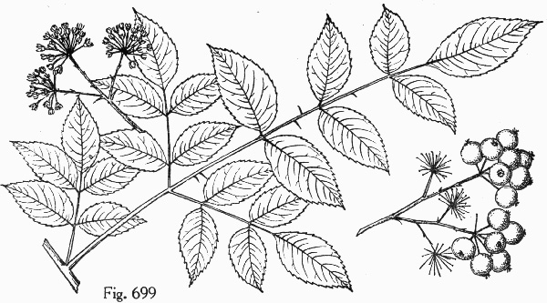 image of Aralia spinosa, Devil's Walkingstick, Hercules-club, Prickly Aralia, Prickly-ash