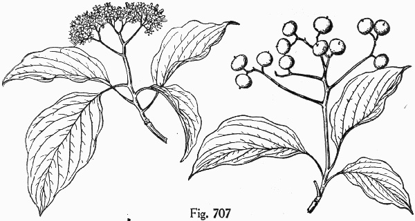 image of Swida alternifolia, Alternate-leaf Dogwood, Pagoda Dogwood, Pagoda Cornel