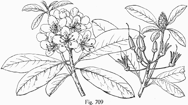 image of Rhododendron maximum, Rosebay Rhododendron, Great Laurel, White Rosebay, Great Rhododendron