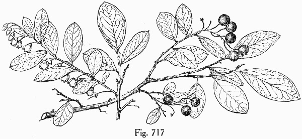 image of Vaccinium arboreum, Sparkleberry, Farkleberry