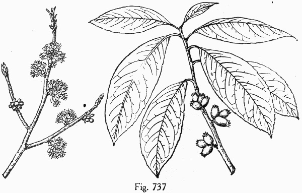 image of Symplocos tinctoria, Horsesugar, Sweetleaf, Dyebush