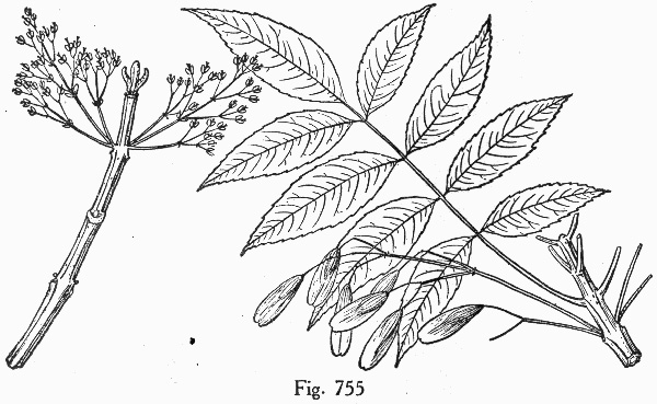 image of Fraxinus quadrangulata, Blue Ash