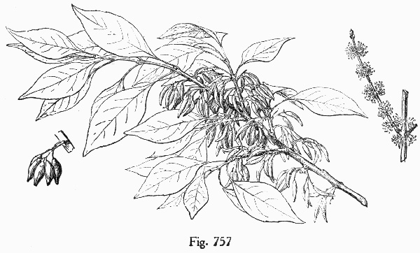 image of Forestiera acuminata, Swamp Forestiera, Swamp-privet