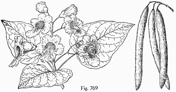 image of Catalpa speciosa, Northern Catalpa, Indian Cigar Tree, Catawba Tree