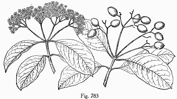 image of Viburnum rufidulum, Rusty Blackhaw, Blue Haw, Southern Blackhaw, Rusty Haw