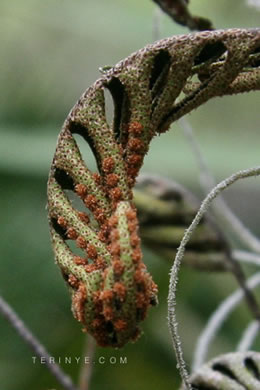 image of Pleopeltis michauxiana, Resurrection Fern, Scaly Polypody