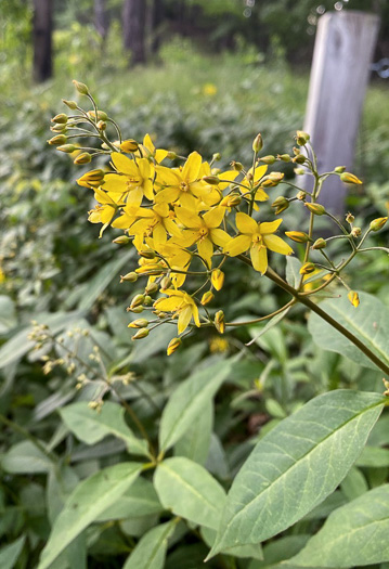 Fraser's Loosestrife