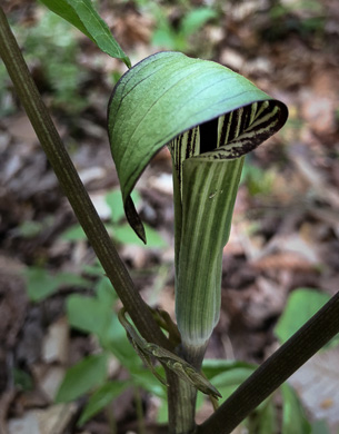 spathe