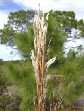 image of Andropogon floridanus, Florida Bluestem