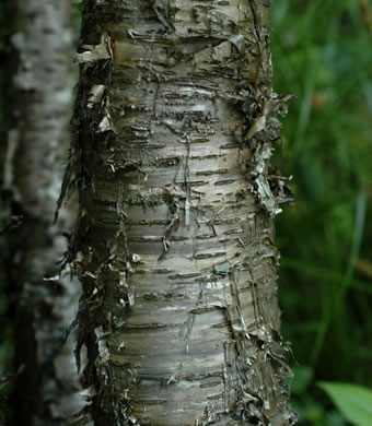 image of Betula alleghaniensis, Yellow Birch