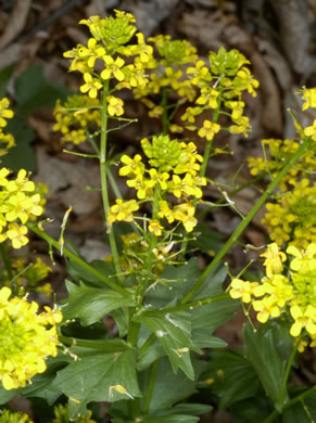 image of Barbarea verna, Early Winter-cress, Creasy