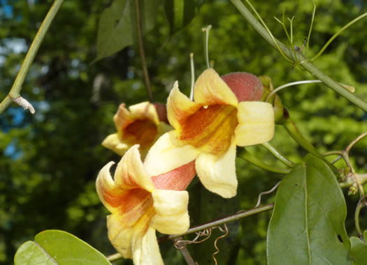 image of Bignonia capreolata, Crossvine