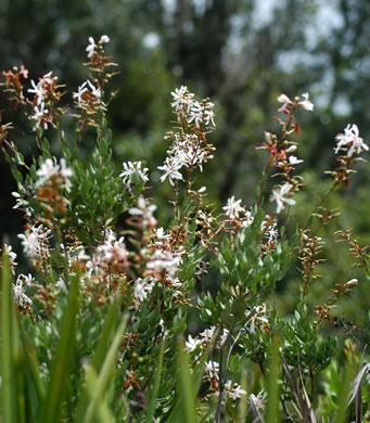 image of Bejaria racemosa, Tarflower, Flycatcher