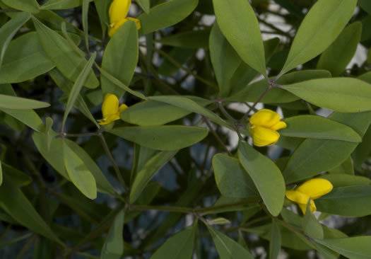 Baptisia lanceolata var. lanceolata, Gopherweed, Lanceleaf Wild Indigo