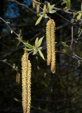 catkin