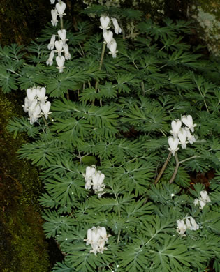 image of Dicentra canadensis, Squirrel Corn