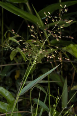 image of Dichanthelium commutatum +, Variable Witchgrass