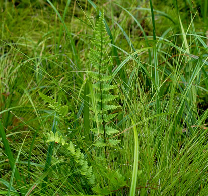 image of Dryopteris cristata, Crested Woodfern, Crested Shield-fern