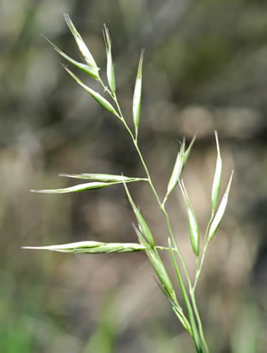 spikelet