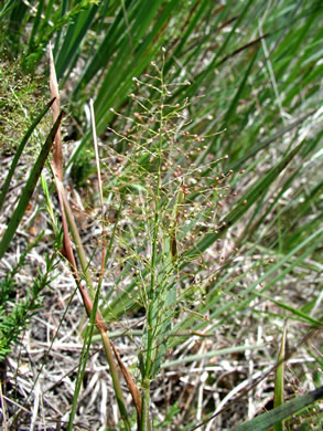 spikelet