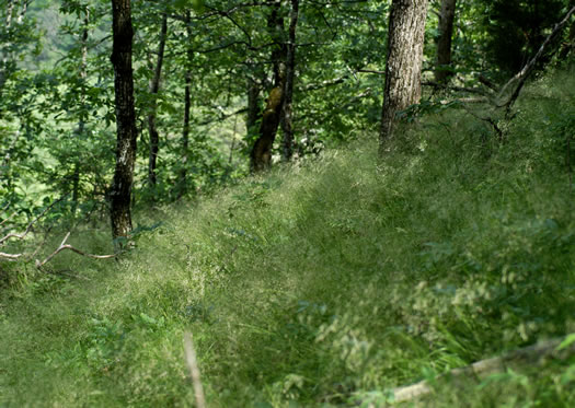 image of Avenella flexuosa, Appalachian Hairgrass, Crinkled Hairgrass, Common Hairgrass, Wavy Hairgrass