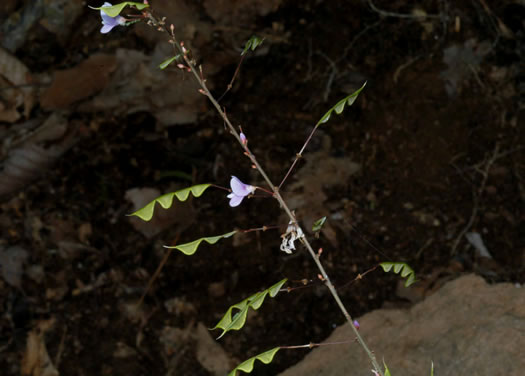 image of Hylodesmum nudiflorum, Naked Tick-trefoil, Naked-flowered Tick Trefoil, Woodland Tick-trefoil