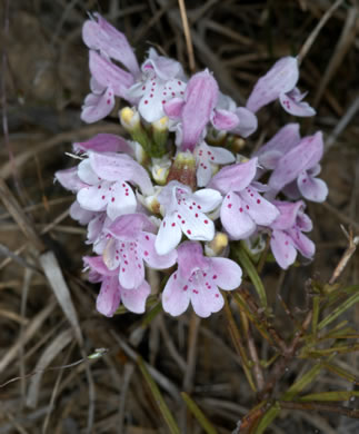 Rose Dicerandra