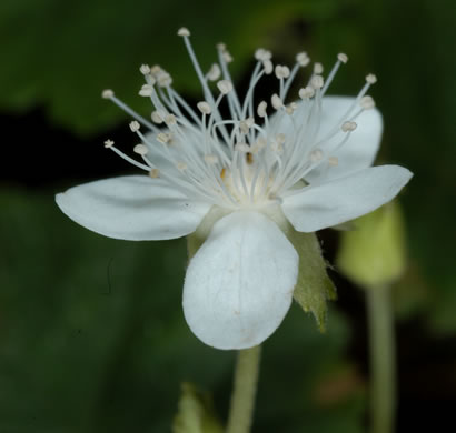 image of Dalibarda repens, Robin-runaway, Star-violet, Dewdrop