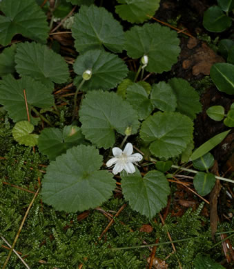 image of Dalibarda repens, Robin-runaway, Star-violet, Dewdrop