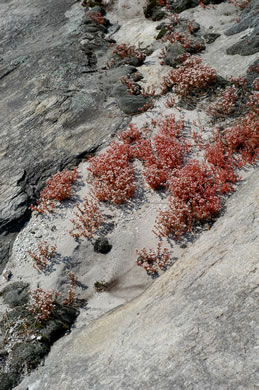 image of Diamorpha smallii, Elf-orpine