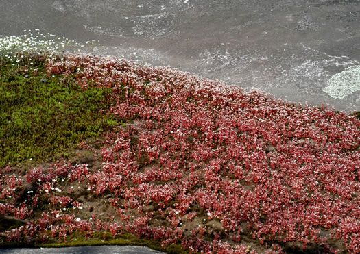 Diamorpha smallii, Elf-orpine