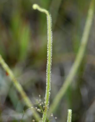 image of Drosera tracyi, Tracy's Sundew