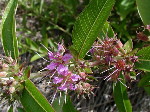 image of Decodon verticillatus, Water-oleander, Water-willow, Swamp Loosestrife, Peatweed