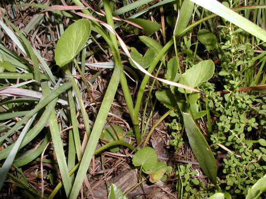 image of Eryngium aquaticum, Marsh Eryngo