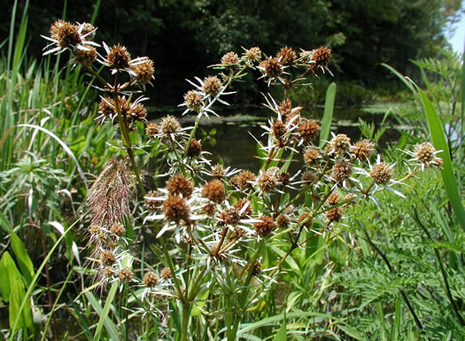 image of Eryngium aquaticum, Marsh Eryngo