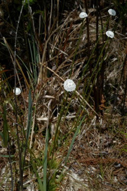 image of Eriocaulon compressum, Flattened Pipewort, Soft-headed Pipewort, Hat Pin