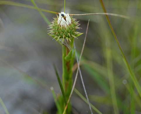 Eurybia eryngiifolia, Eryngo-leaved Aster, Thistleleaf Aster