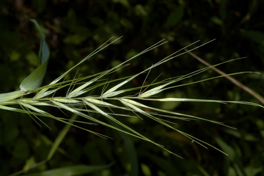 image of Elymus hystrix var. hystrix, Common Bottlebrush Grass, Eastern Bottlebrush-grass