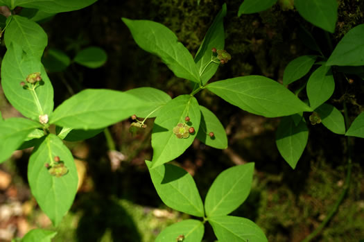 image of Euonymus obovatus, Running Strawberry-bush, Trailing Strawberry-bush, Trailing Wahoo