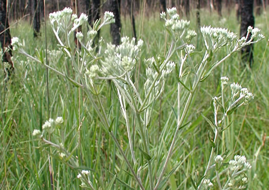 image of Eupatorium paludicola, Bay Boneset