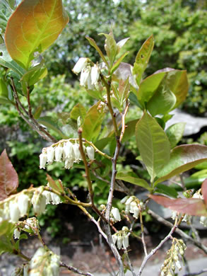 image of Eubotrys recurvus, Mountain Sweetbells, Mountain Fetterbush, Deciduous Fetterbush