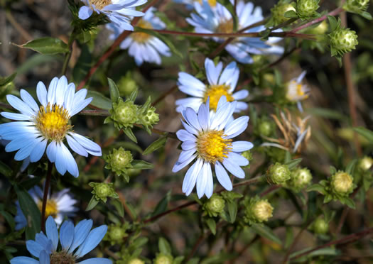 image of Eurybia surculosa, Creeping Aster, Michaux's Wood-Aster