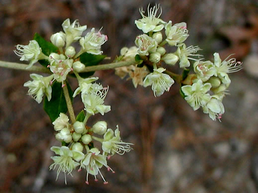 image of Eriogonum tomentosum, Sandhill Wild-buckwheat, Southern Wild-buckwheat, Dog-tongue Buckwheat