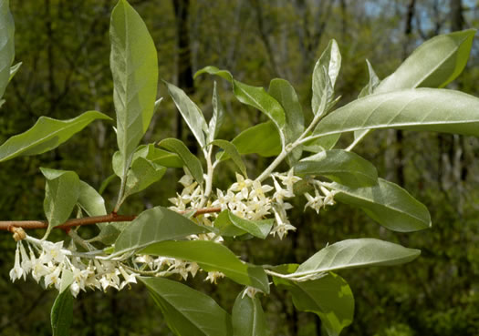 image of Elaeagnus umbellata, Autumn-olive, Spring Silverberry, Oriental Silverleaf