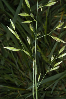 spikelet