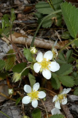 image of Fragaria virginiana, Wild Strawberry